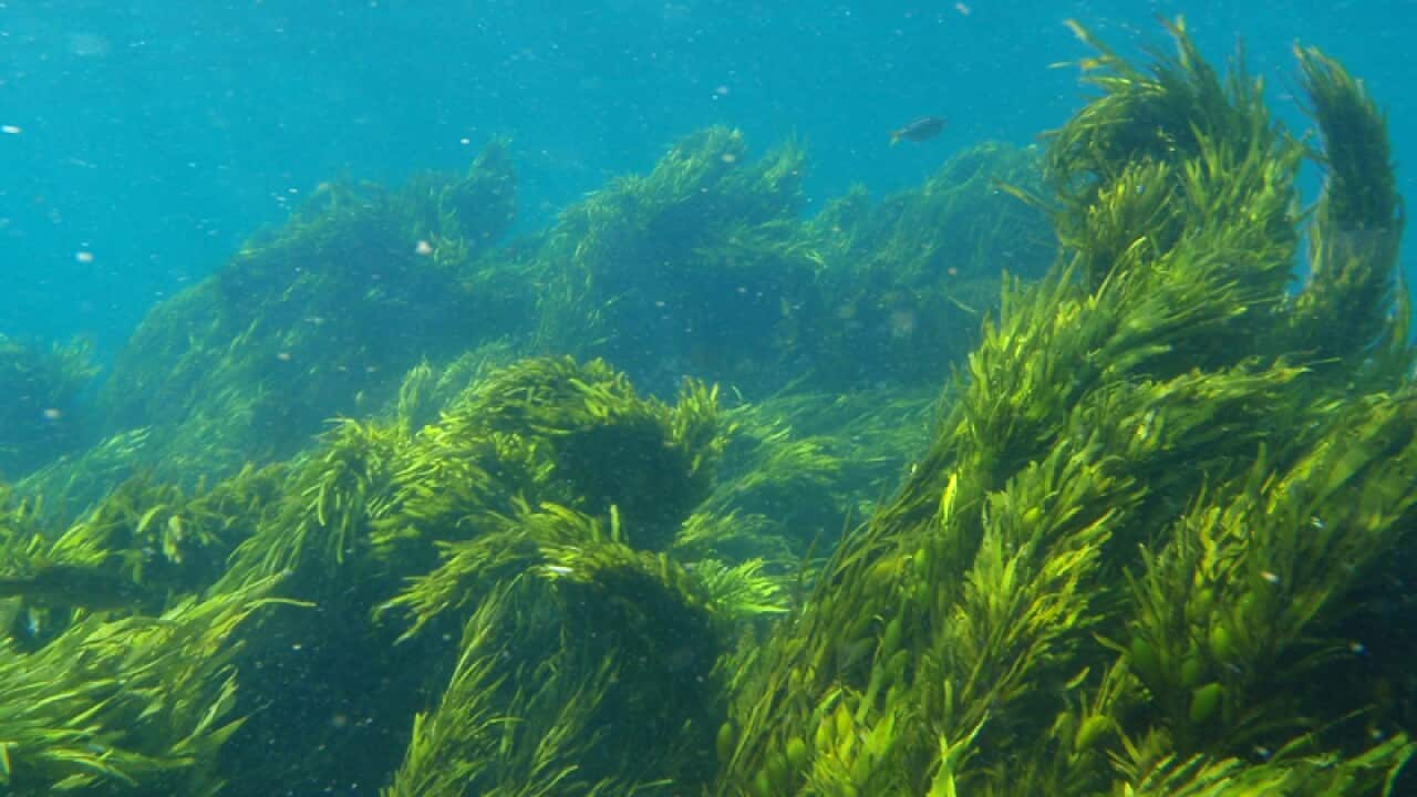 Seaweed farm