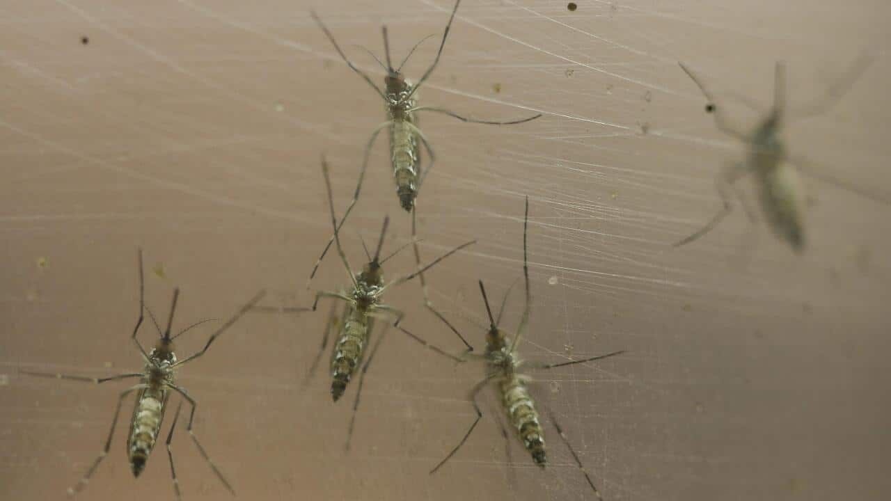 Aedes aegypti mosquitoes, a Zika vector, at the Biomedical Sciences Institute at Sao Paulo University (AAP)