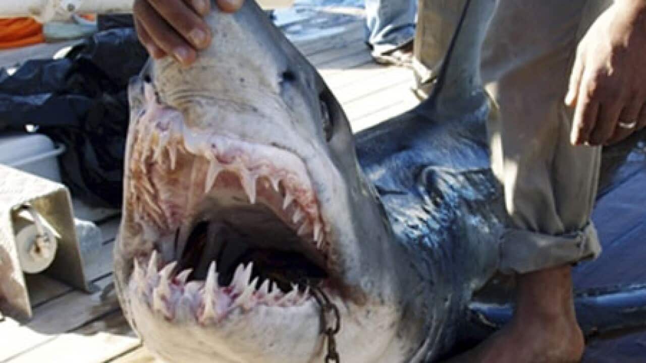 sharko_061210_2137138711