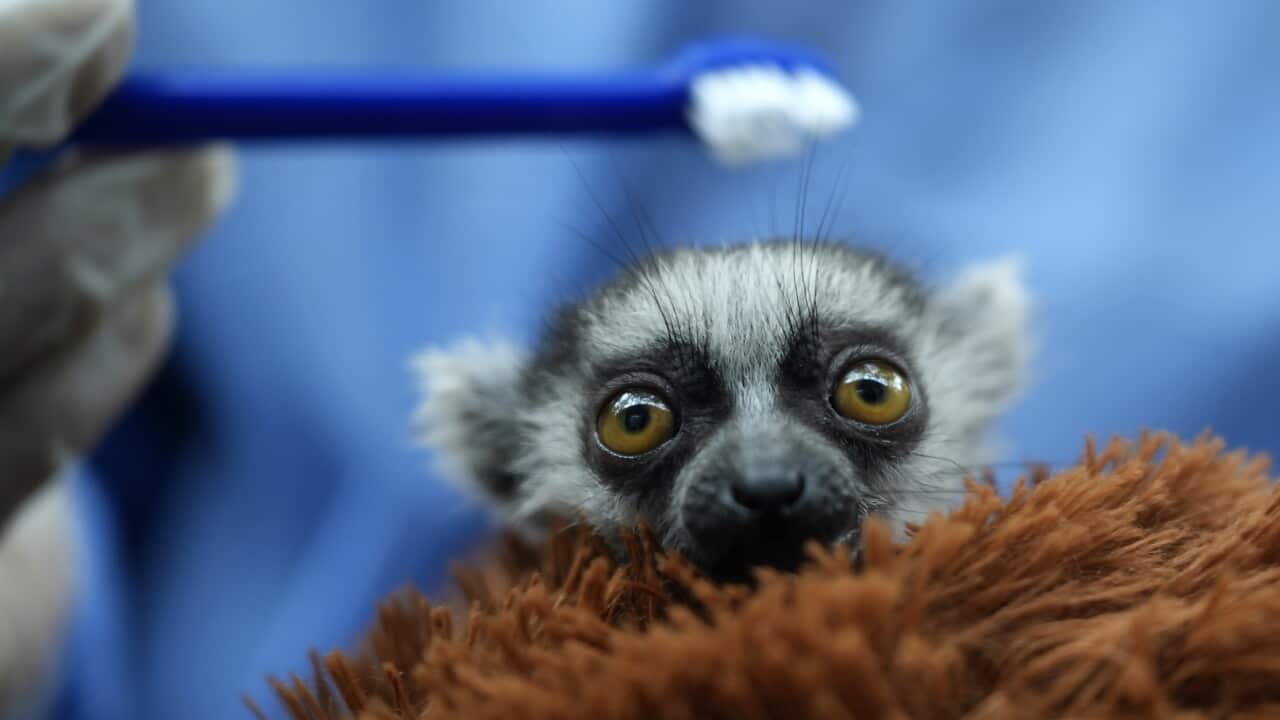 Clinging to a stuffed animal, a baby lemur is thriving in southwestern Colombia