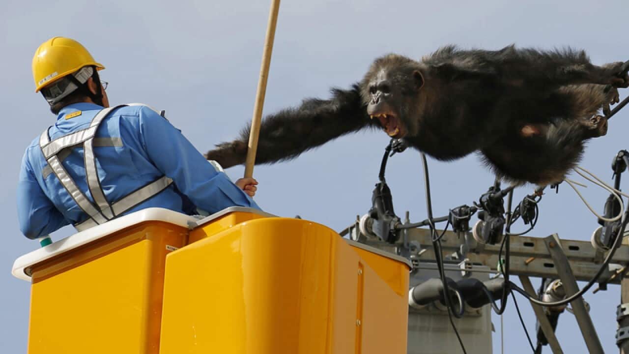 Chacha, the male chimp, screams at a worker in Sendai