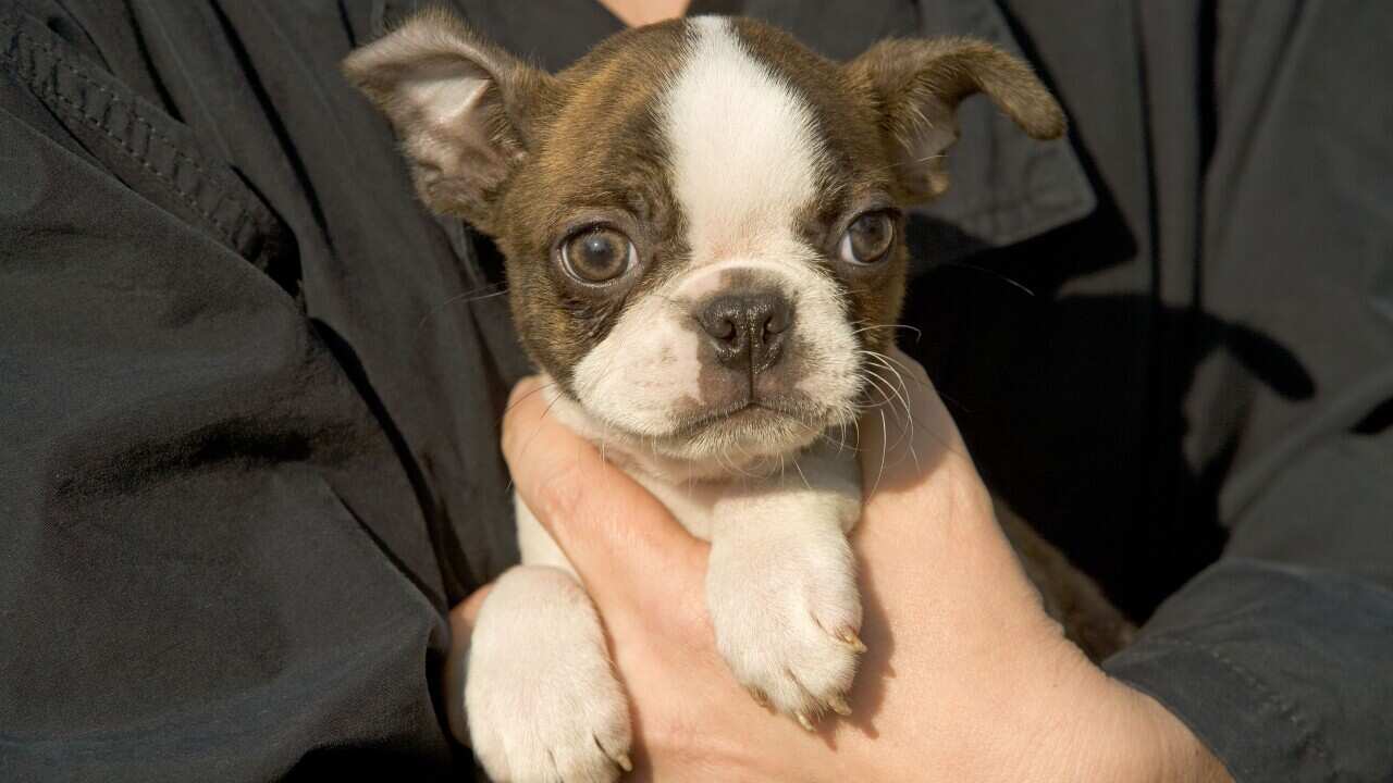 Dog - Boston Terrier puppy being held (AAP/Mary Evans/Ardea/Jean-Michel Labat) | NO ARCHIVING, EDITORIAL USE ONLY