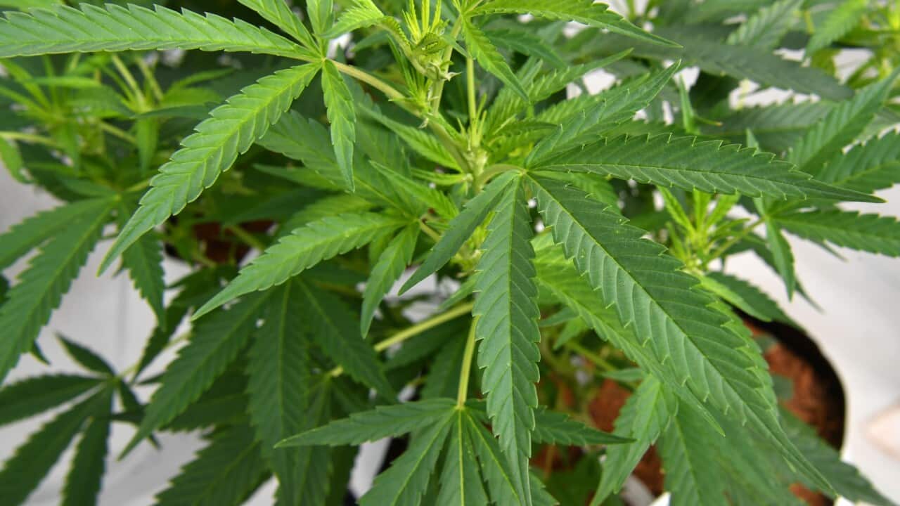 THC