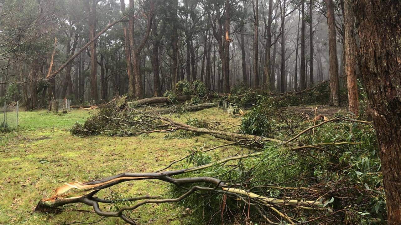 Het is een ravage in de tuin van Dominique de Rooij in Gordon (VIC)