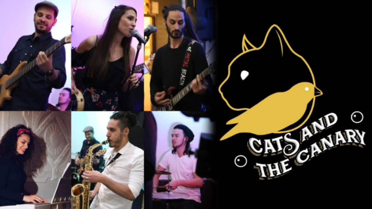Cats and the Canary