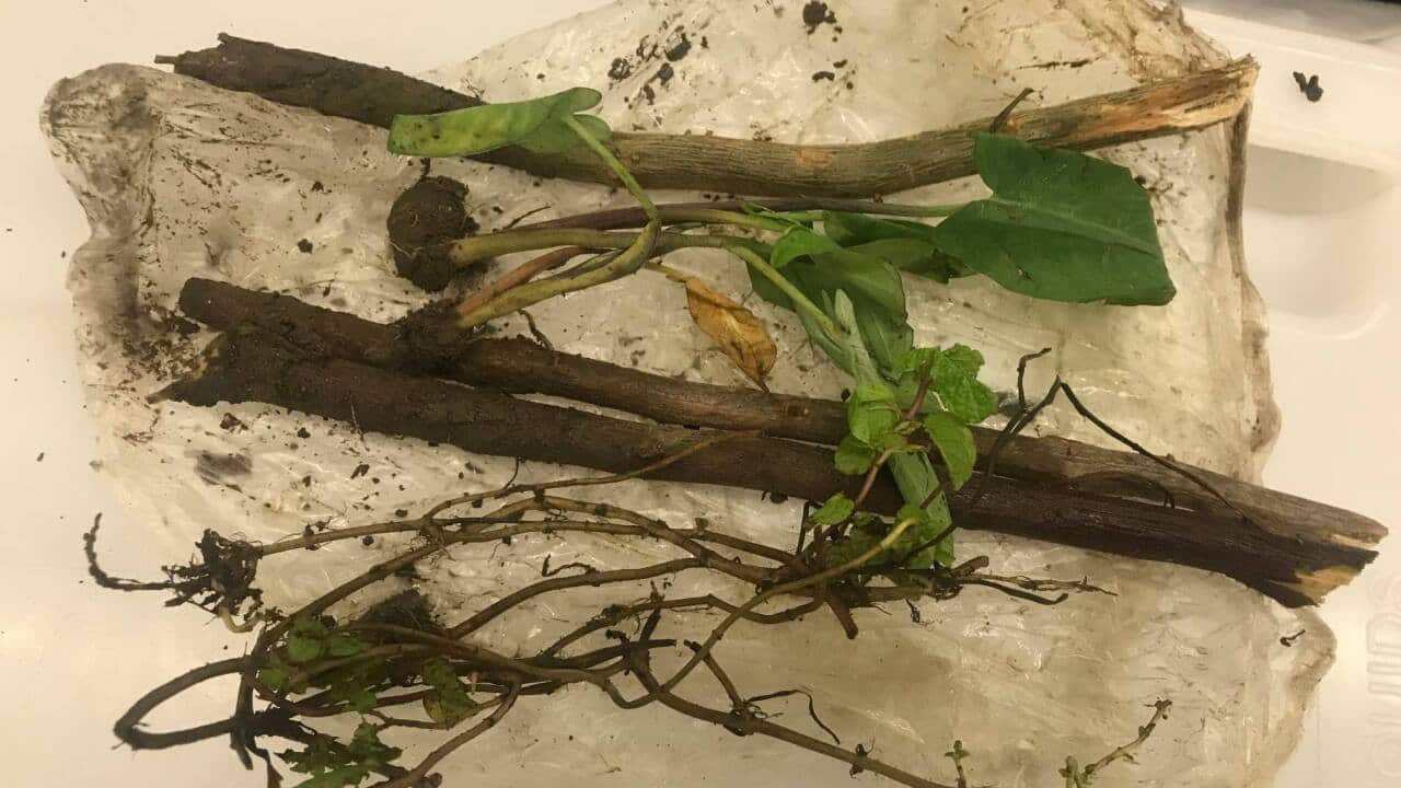 Image for read more article 'ALSO LISTEN'