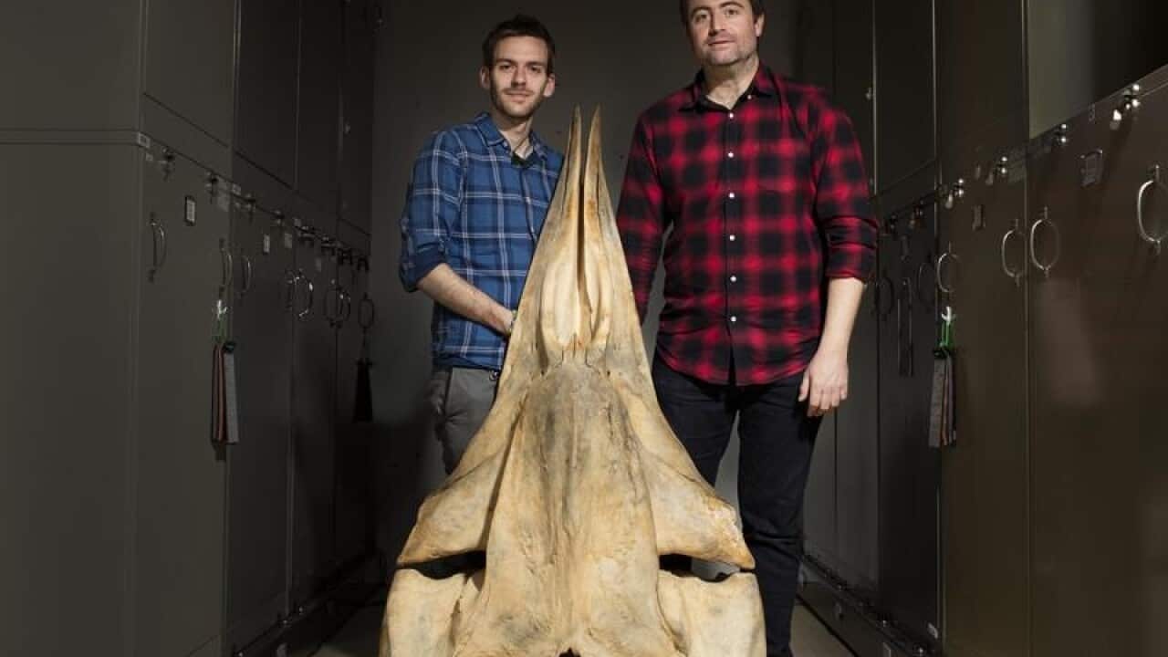 Dr Felix Marx and Dr Erich Fitzgerald with pygmy right whale specimen