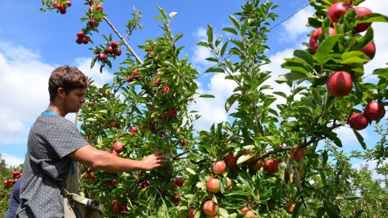 Picking organic apples in Tasmania.