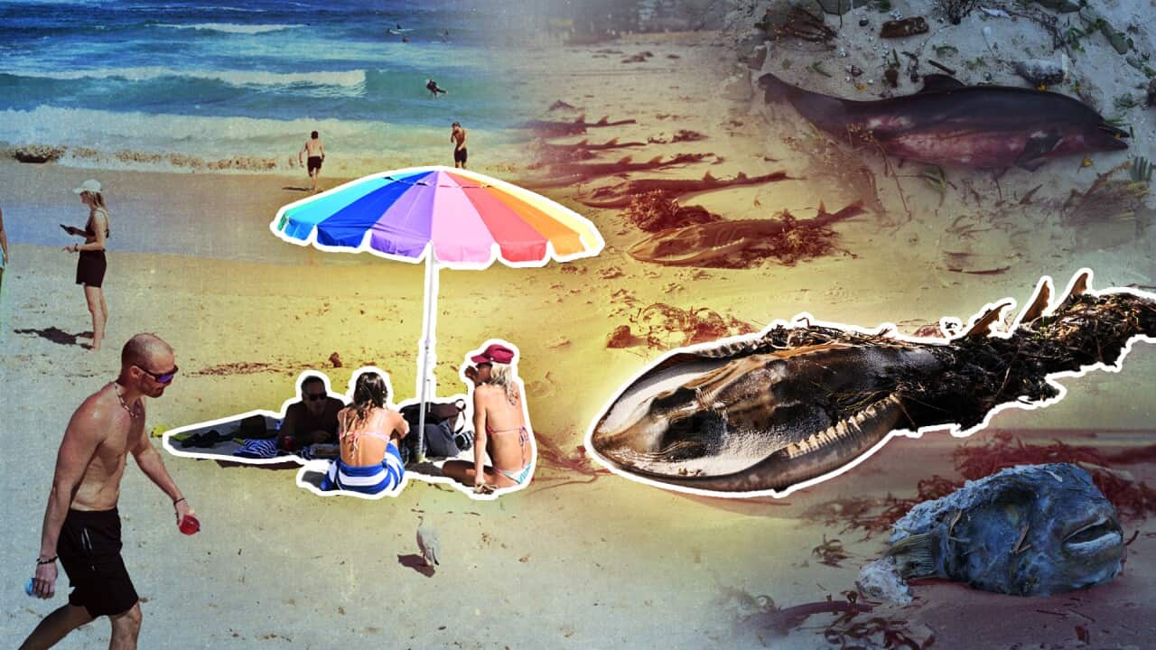 A composite image of a beach with beach goers, a colourful umbrella and a dead fish