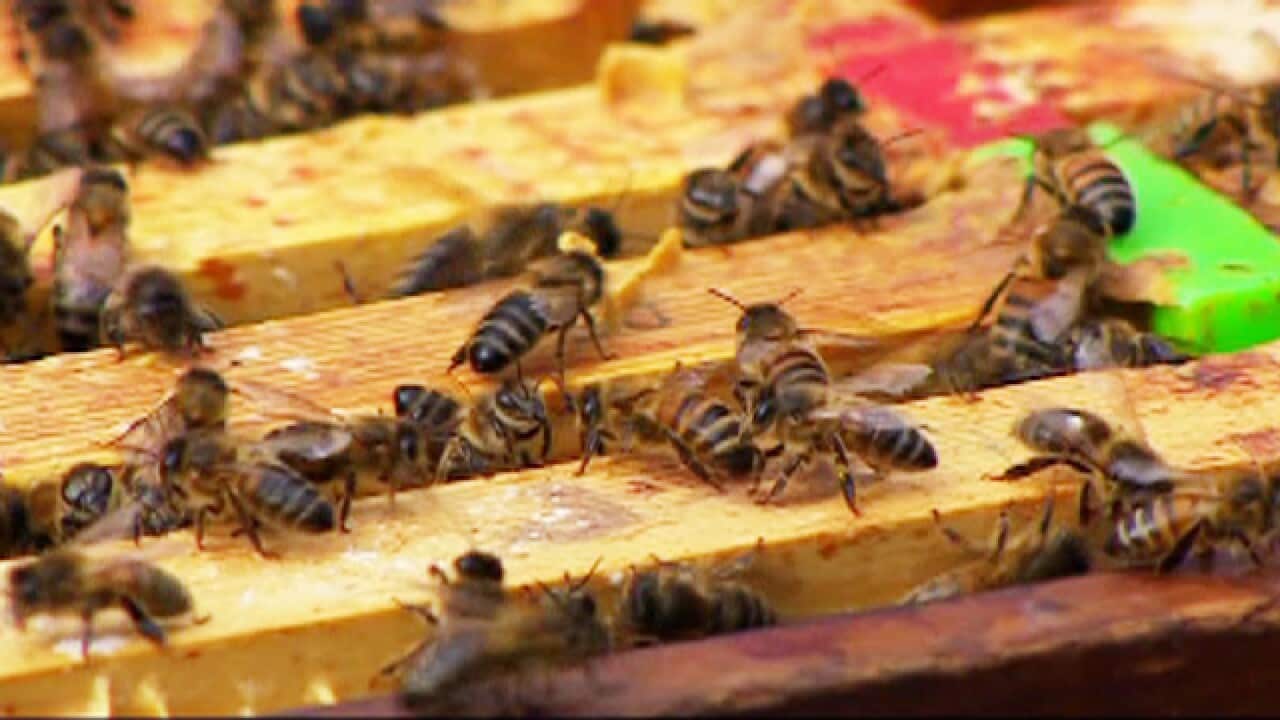 bees_1367818710