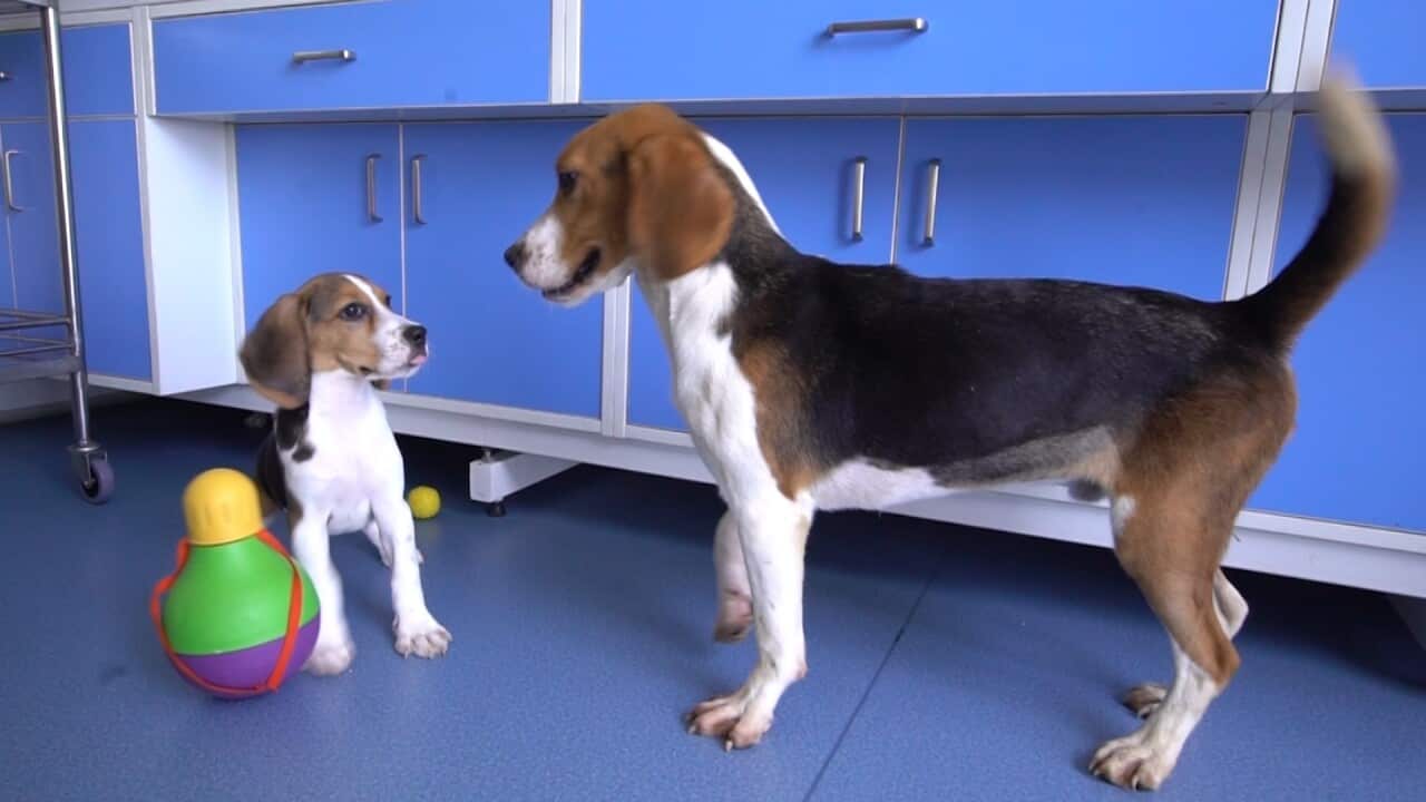 Chinese scientists have cloned the world's first gene-edited dog