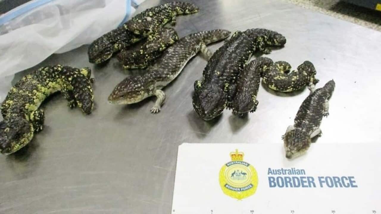 lizards chibana akane japanese smuggling