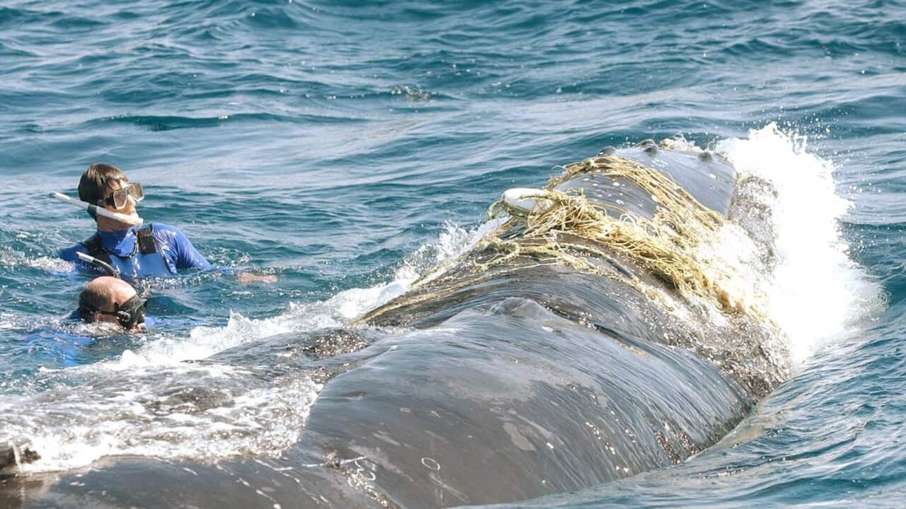 Divers look to free an entangled humpback whale off Yamba in northern NSW (AAP)
