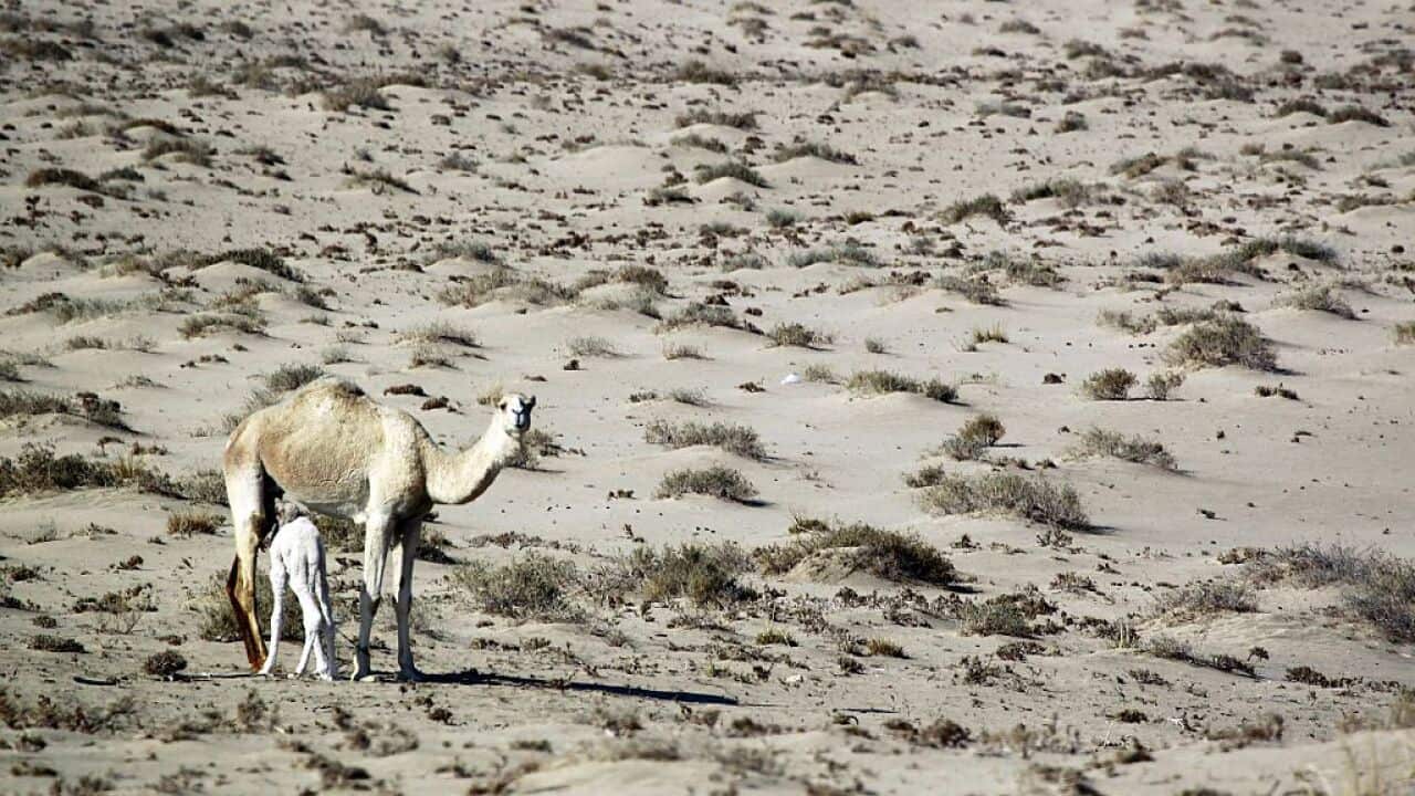 Camels stand in the southern desert of Samawa in a area used by Iraqi herdsmen to graze their stock on December 14, 2015.