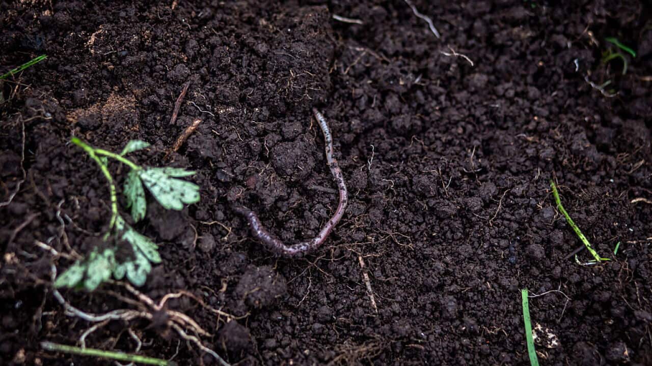 CHILE: Community Gardensthe Freedom To Grow Your Own Food.