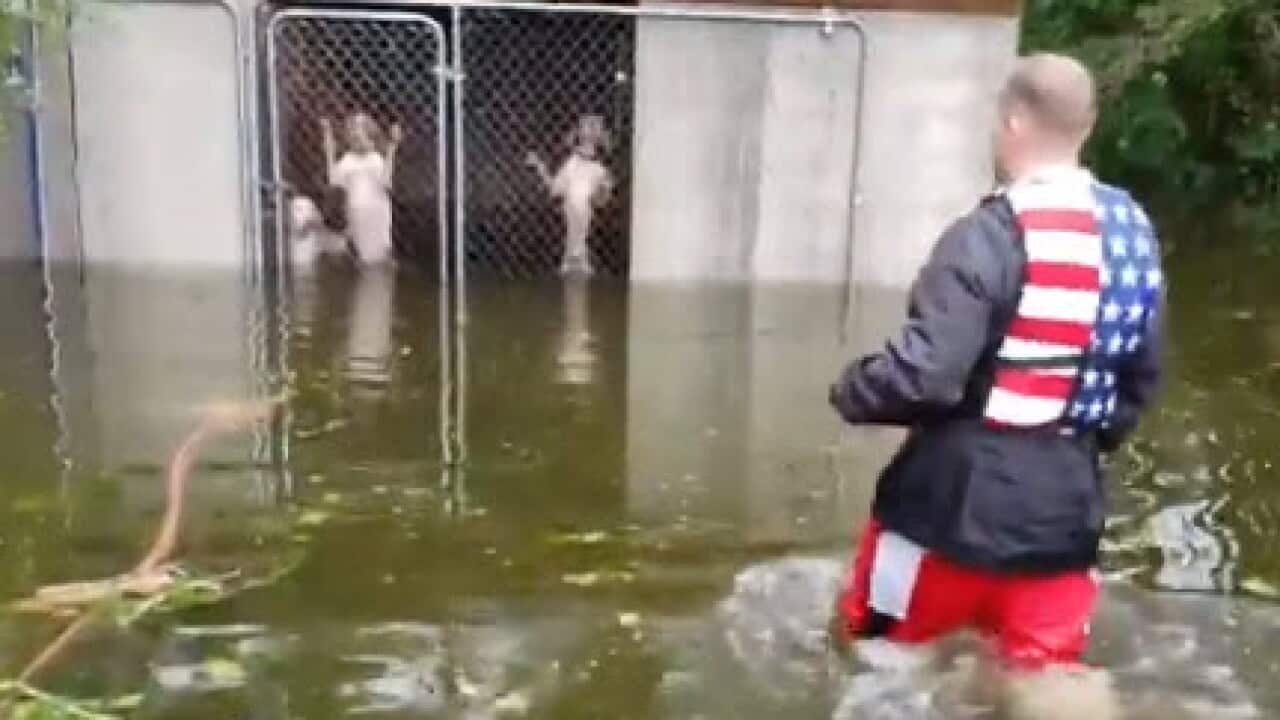 Volunteers save six dogs during Hurricane Florence.