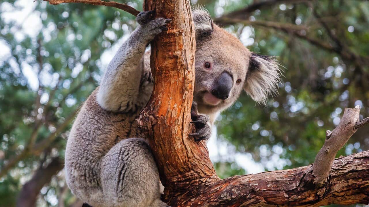 Koala populations were already struggling prior to Australia's 2019-2020 bushfires.