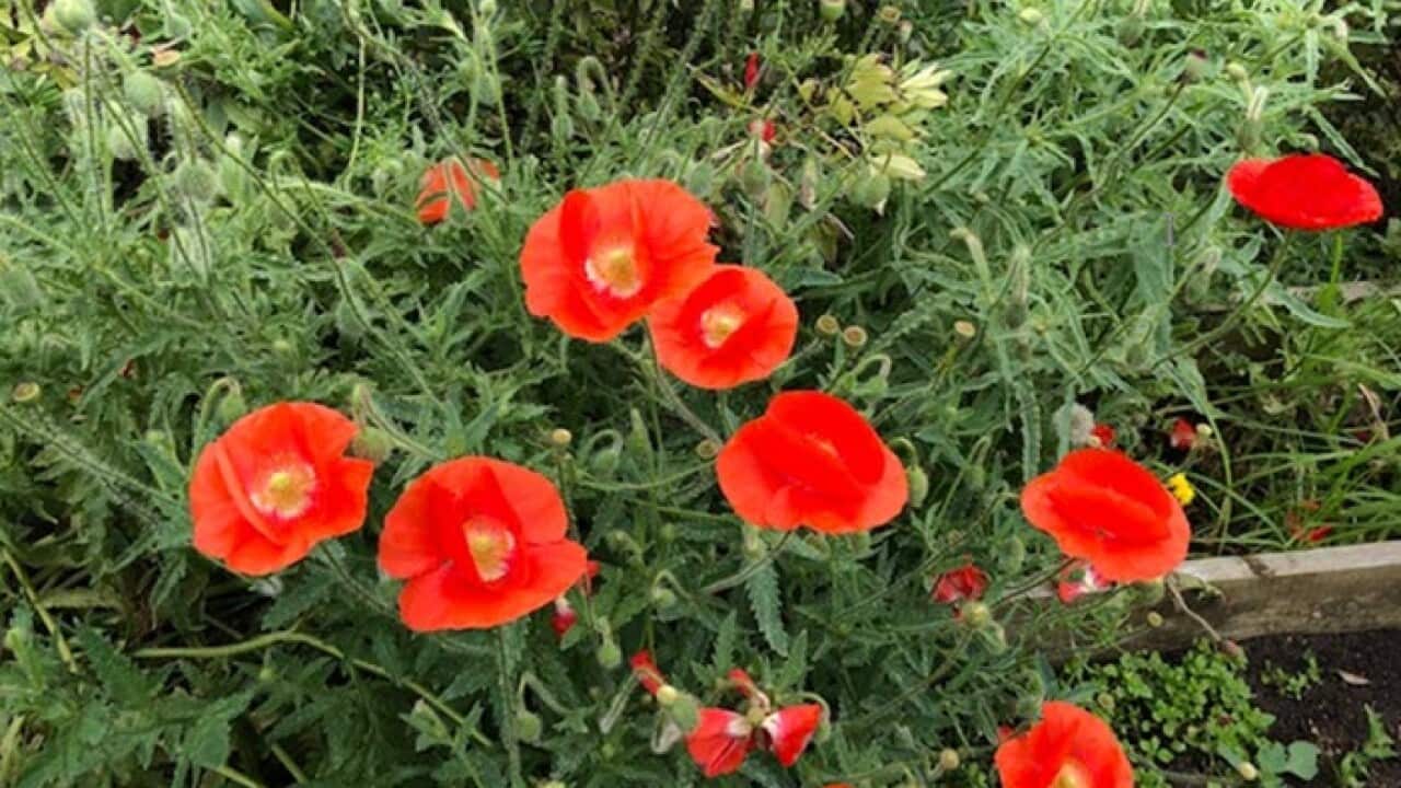 Lest we forget