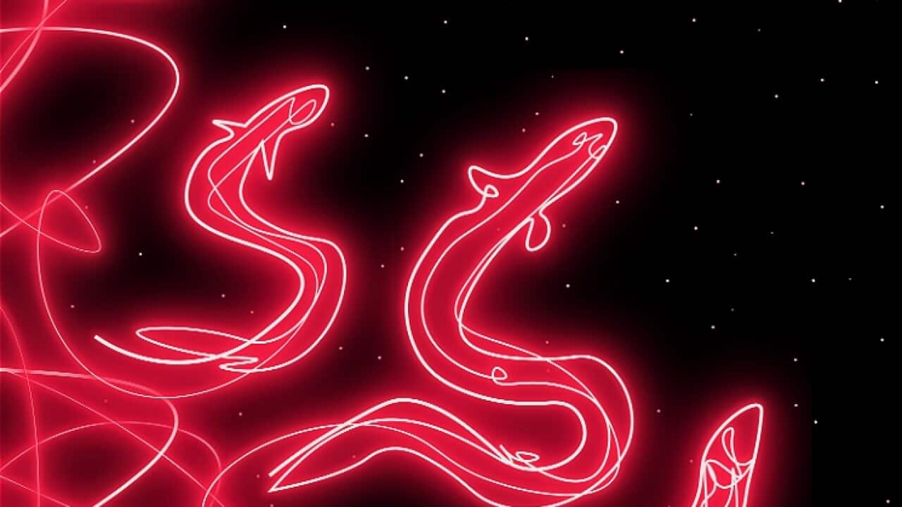 Kummargii Yulendj Barrin Gadhaba Projections of a Current Future.jpg