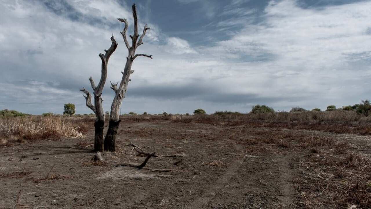 Drought outside the New South Wales town of Harden (AAP)