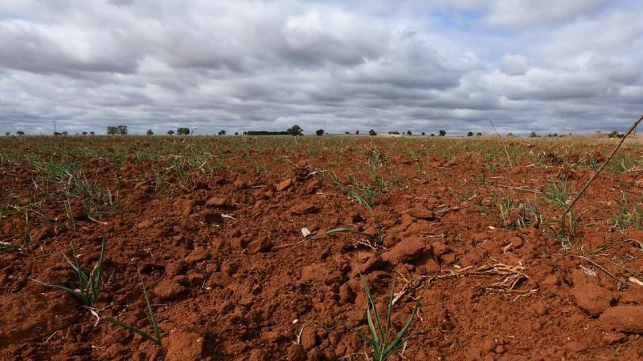 A failed Barley crop at Gunningbland, west of Parkes in NSW.