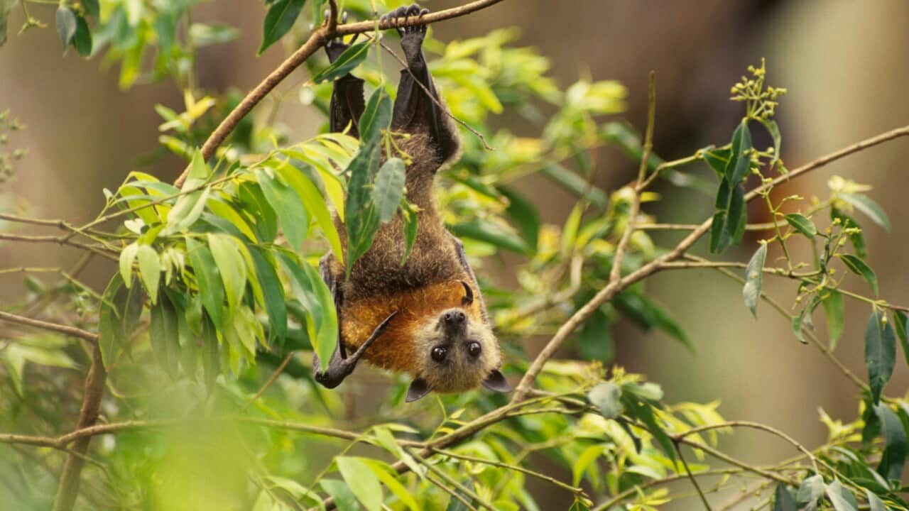 Grey-headed flying-fox, Pteropus poliocephalus