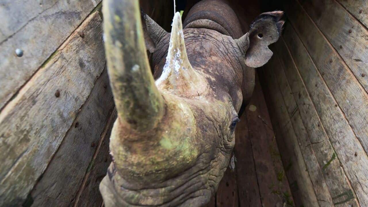 Eight critically-endangered black rhinos died after being moved to a new reserve in southern Kenya.