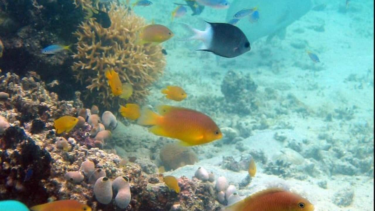 Damselfish on Great Barrier Reef