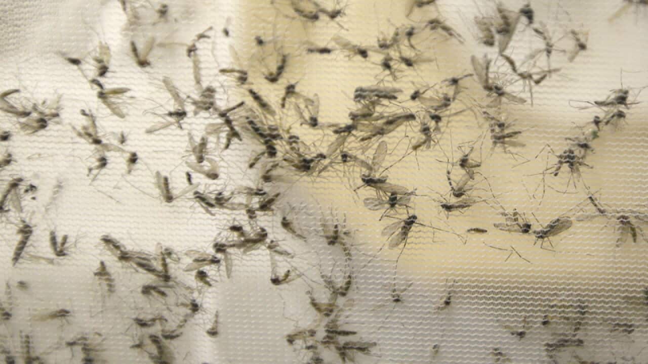 A trap holds mosquitos