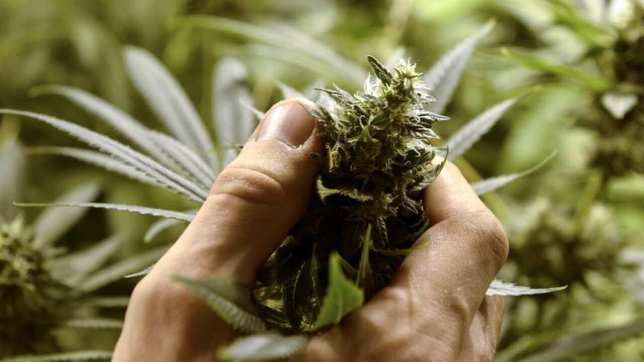 Marijuana crop