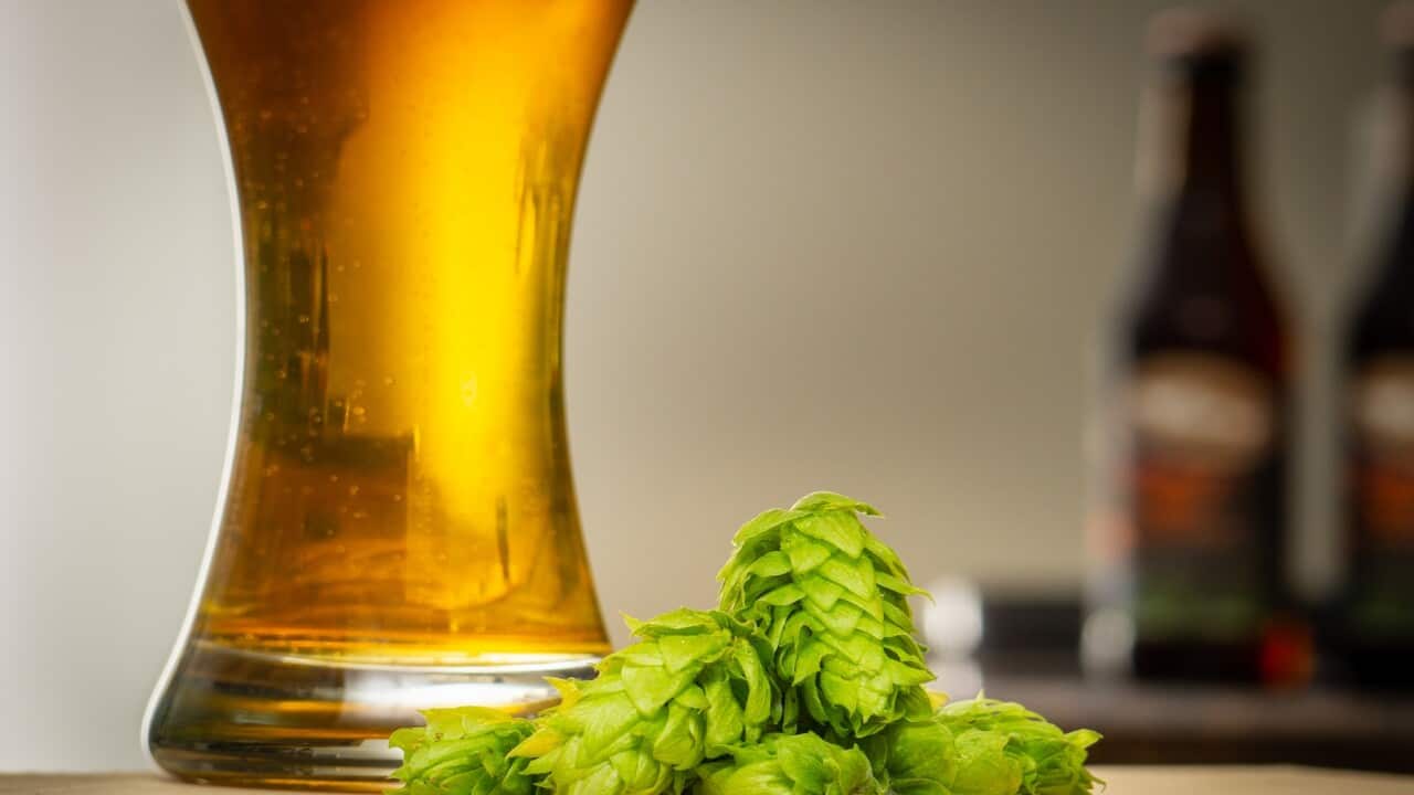 Fresh organic hops and glass of beer with copy space