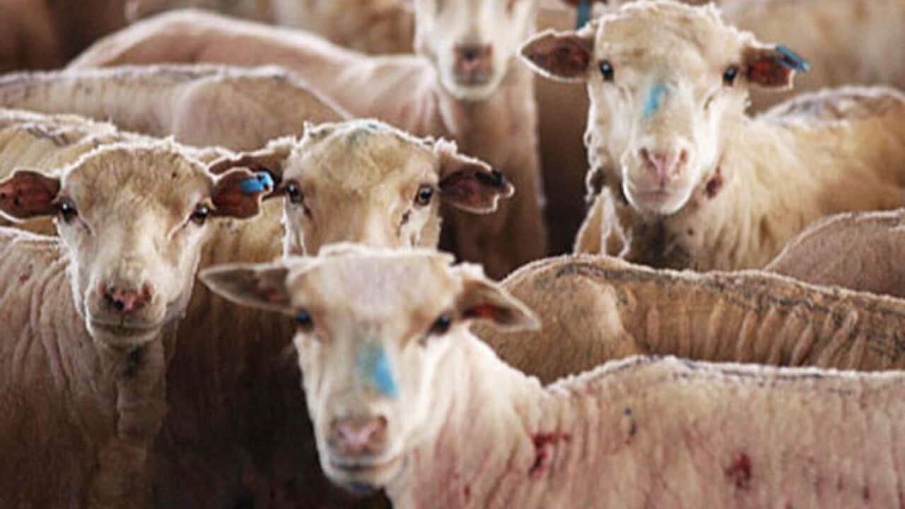 sheep_australia_shorn_0009_B_AAP_271938520