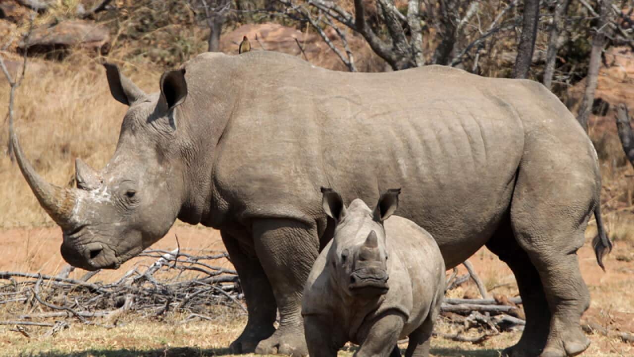 A white rhino and her calf