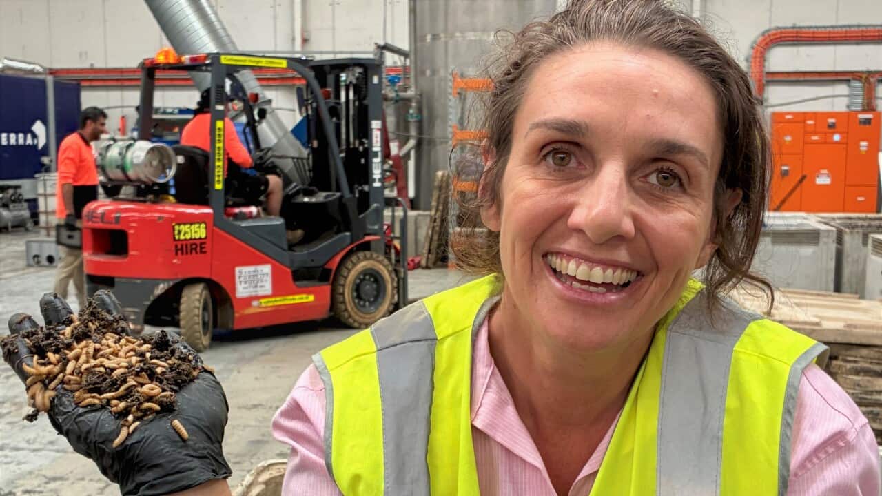 A woman in a pink shirt and a hi vis vest holds a handful of insects as she stands in front of a forklift.
