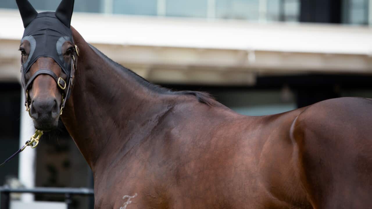 Winx is seen in the mounting yard, a day after winning her final race