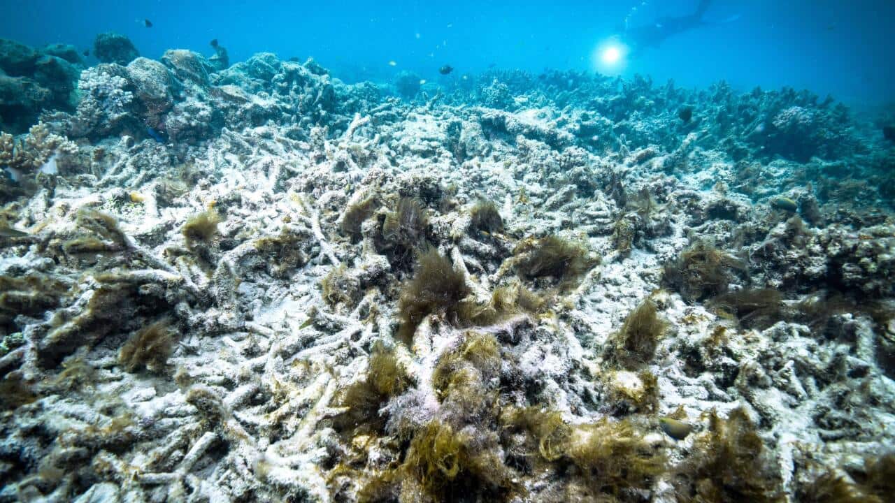 Coral bleaching at the Great Barrier Reef in Australia.