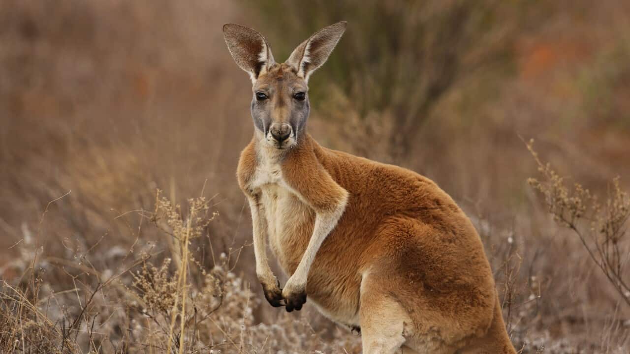 A red kangaroos