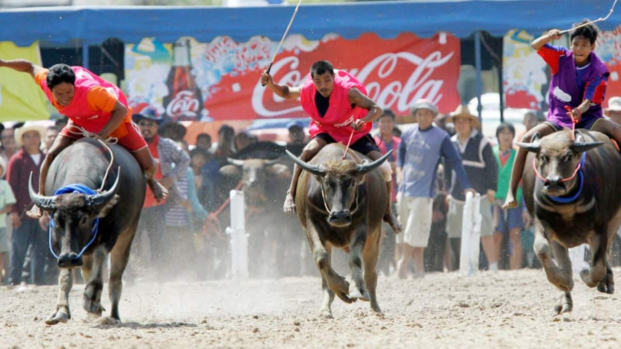 A Thai water buffalo race compete in Chonburi Province, Thailand (AAP Image - AP Photo - Sakchai Lalit)