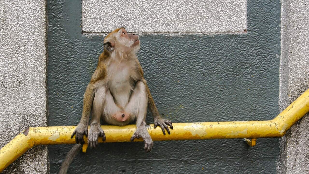 中國錄得首宗人類感染猴子罕見病毒死亡個案