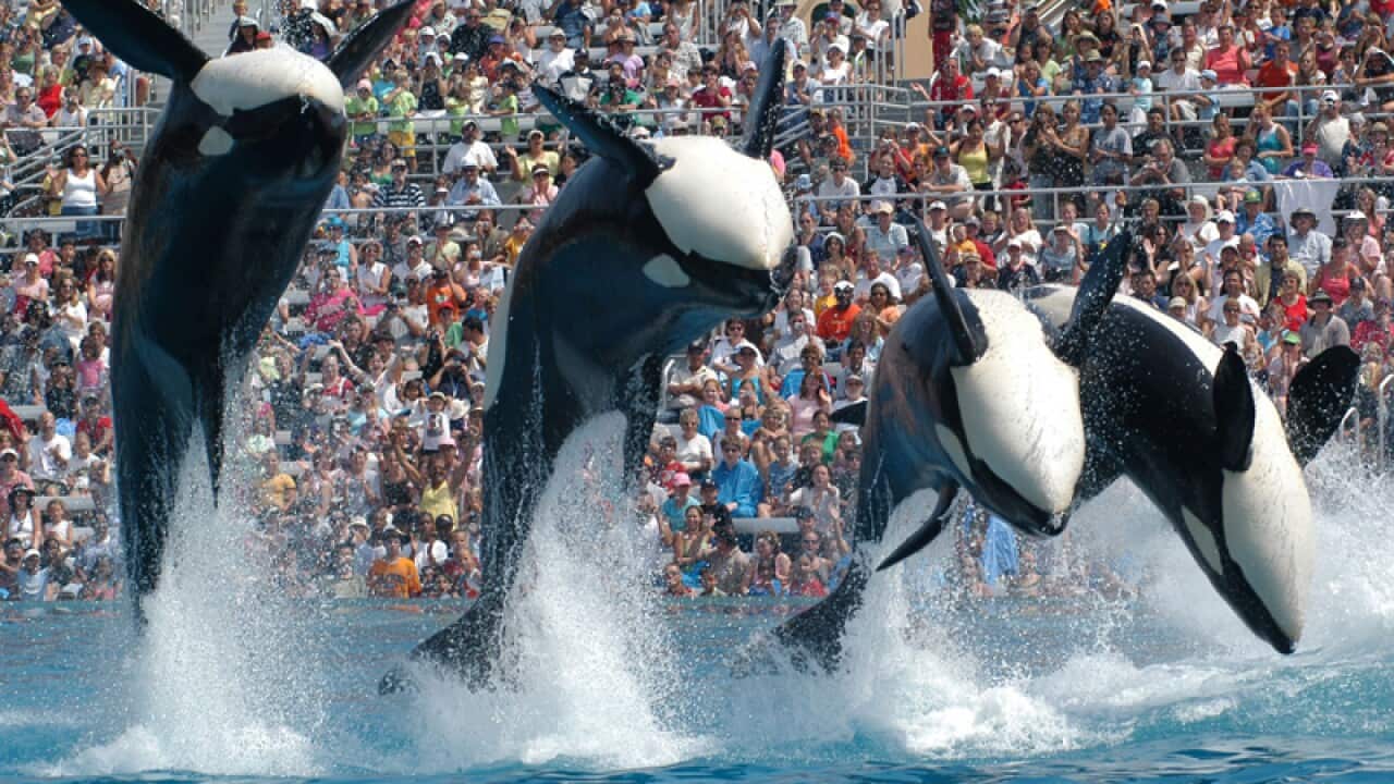 A SeaWorld Orca show
