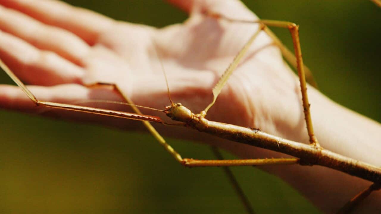 stick_insect_giant_b_110711_getty_45771990