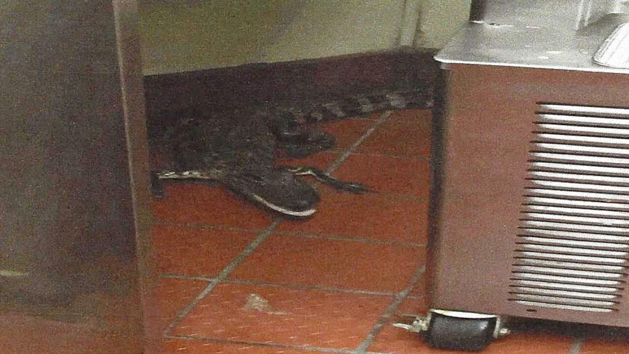 Alligator wendy
