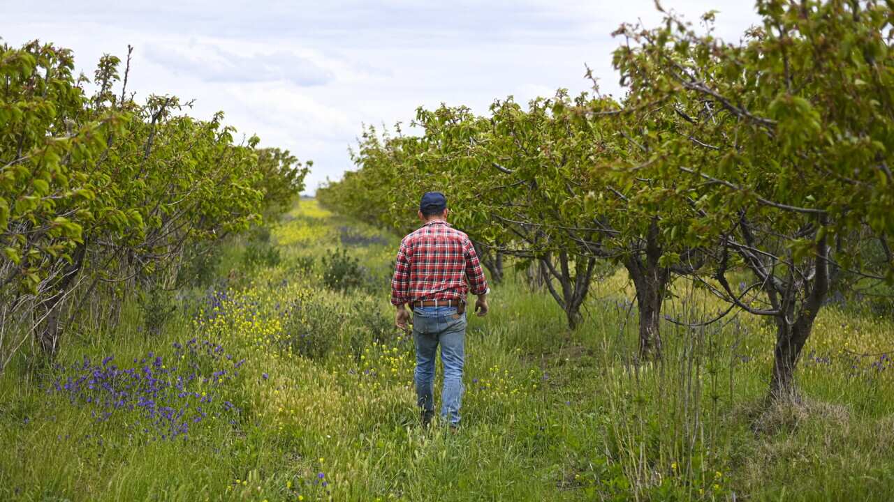 A fruit farm near Griffith that needs working pickers (AAP).jpg