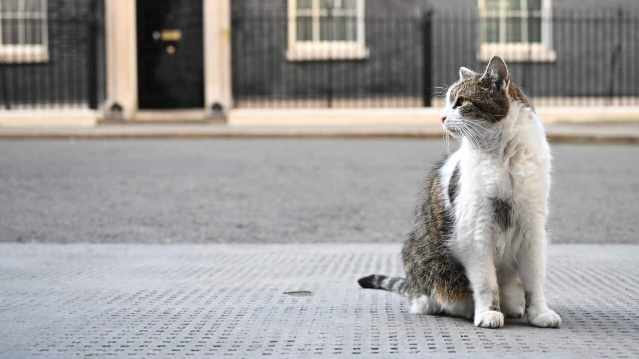 A tabby cat sitting outside 10 Downing St in London