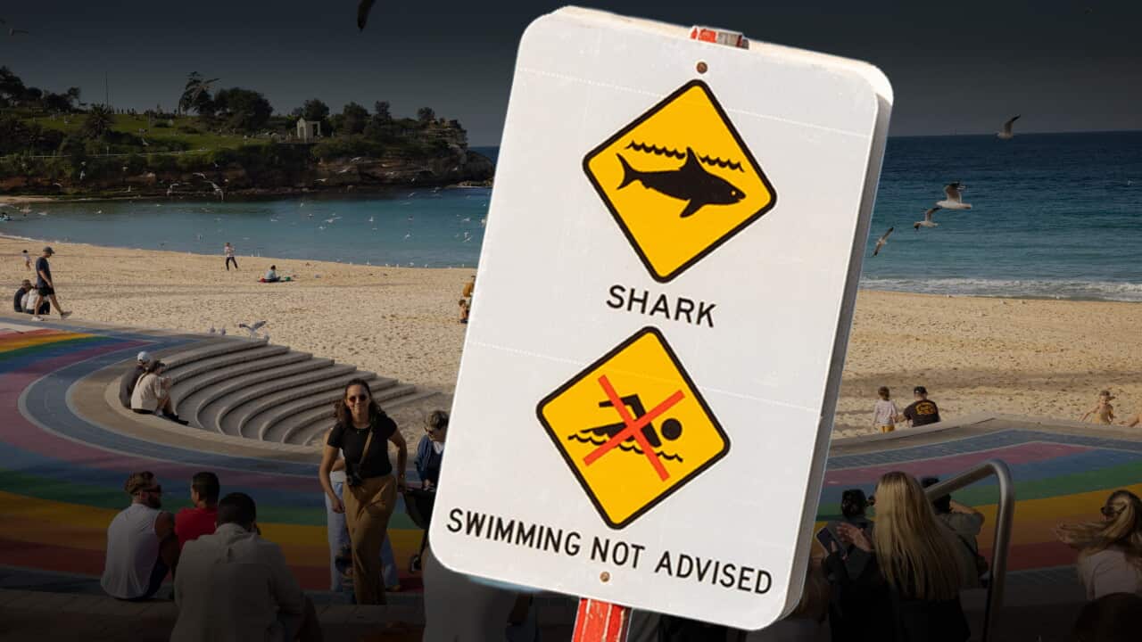 SHARK COMPOSITE