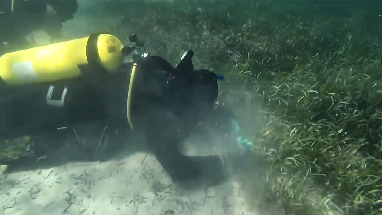 Hunting for sea cucumbers (SBS).jpg