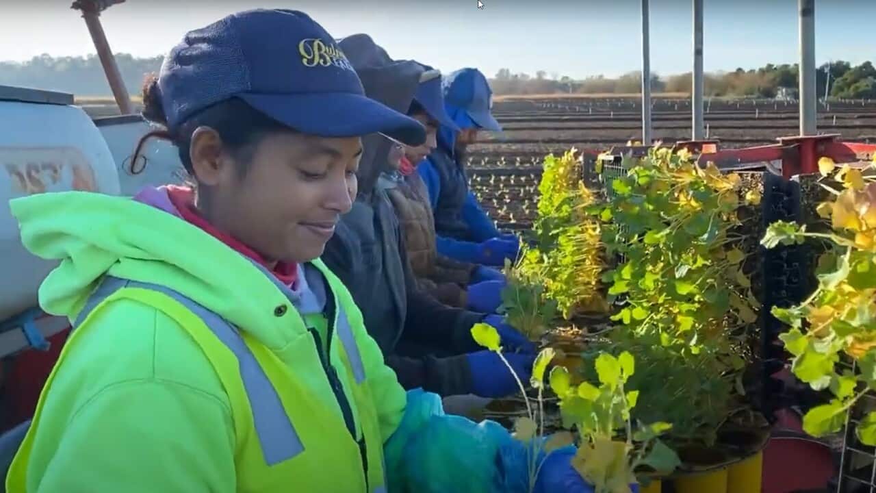 A Pacific worker takes care of plants on a farm.
