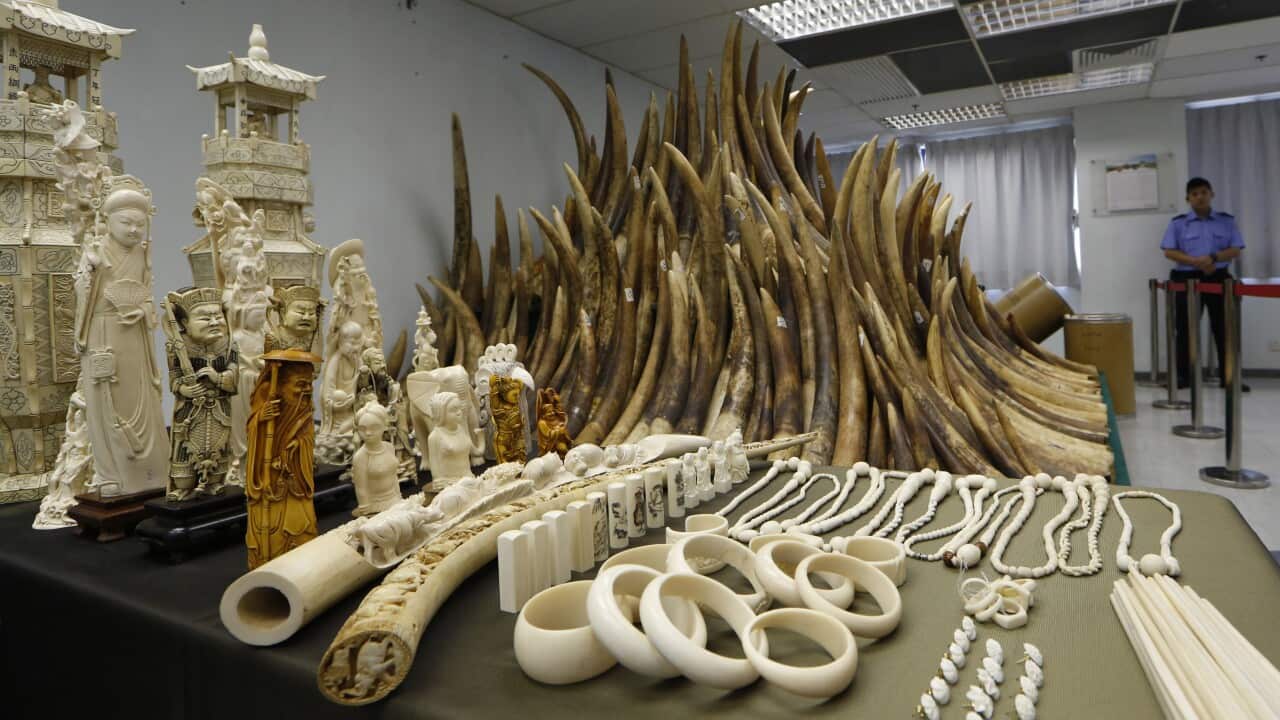 Tanzania dismisses China ivory claims