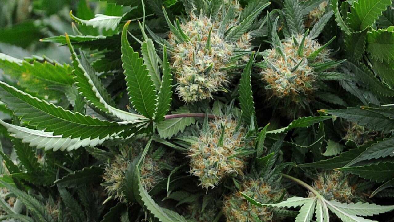 Marijuana plants