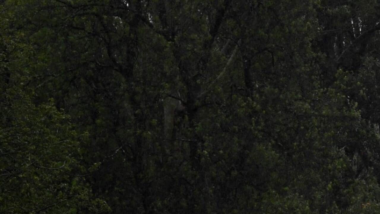 A NSW State Emergency Service crew is seen in a rescue boat as roads are submerged under floodwater from the swollen Hawkesbury River. Monday, July 4, 2022